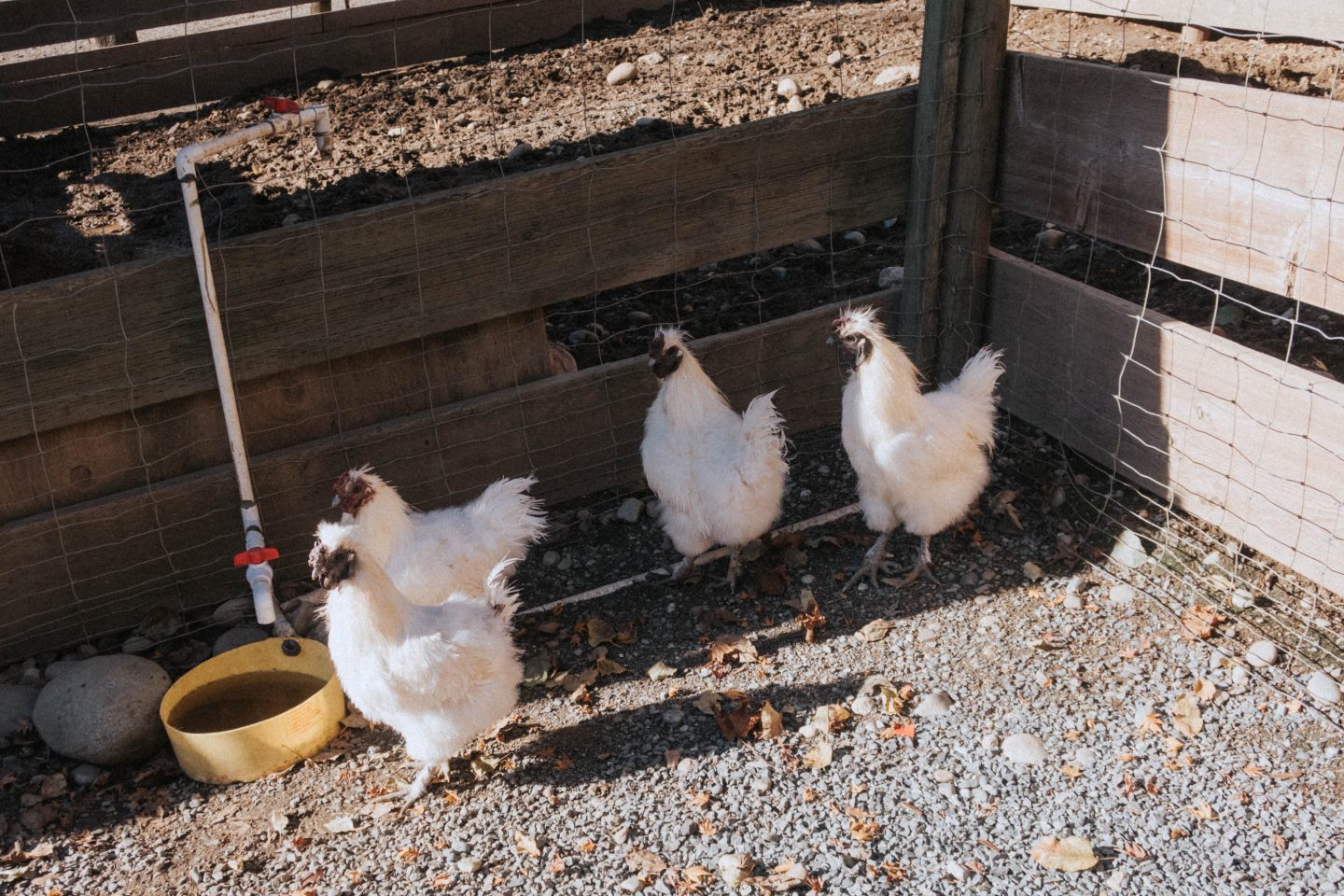 Chickens at Mann Farms petting zoo in Abbotsford 